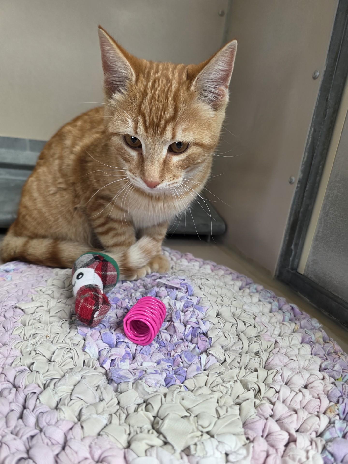 61974347, Adoptable, Adult Male Domestic Short Hair.