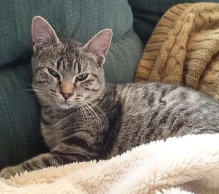 Sage Ellen, a Adoptable mixed breed in Buhl, ID image 2/4