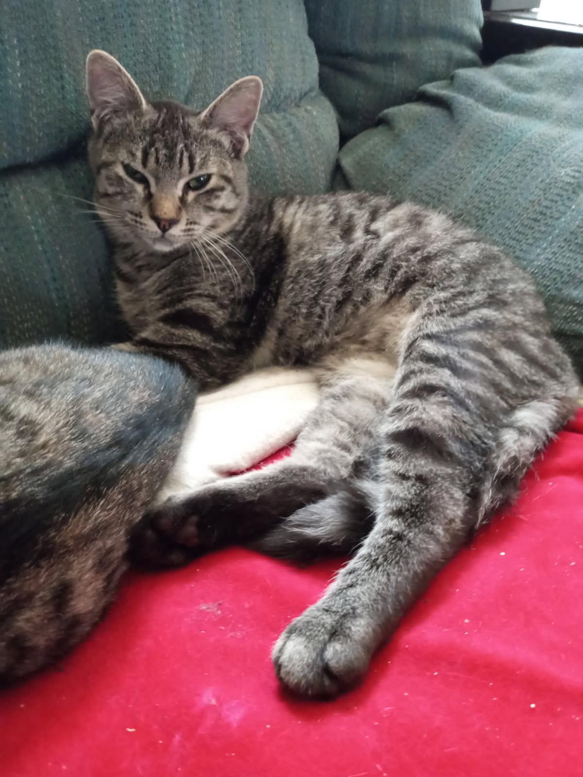 Enlarge Sage Ellen, a Adoptable mixed breed in Buhl, ID image 3/6