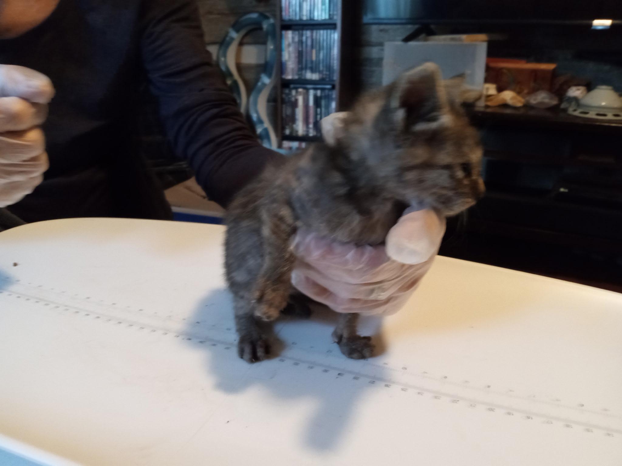 Enlarge Sage Ellen, a Adoptable mixed breed in Buhl, ID image 6/6