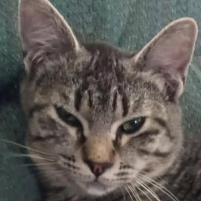 Sage Ellen, a Adoptable mixed breed in Buhl, ID image 4/4