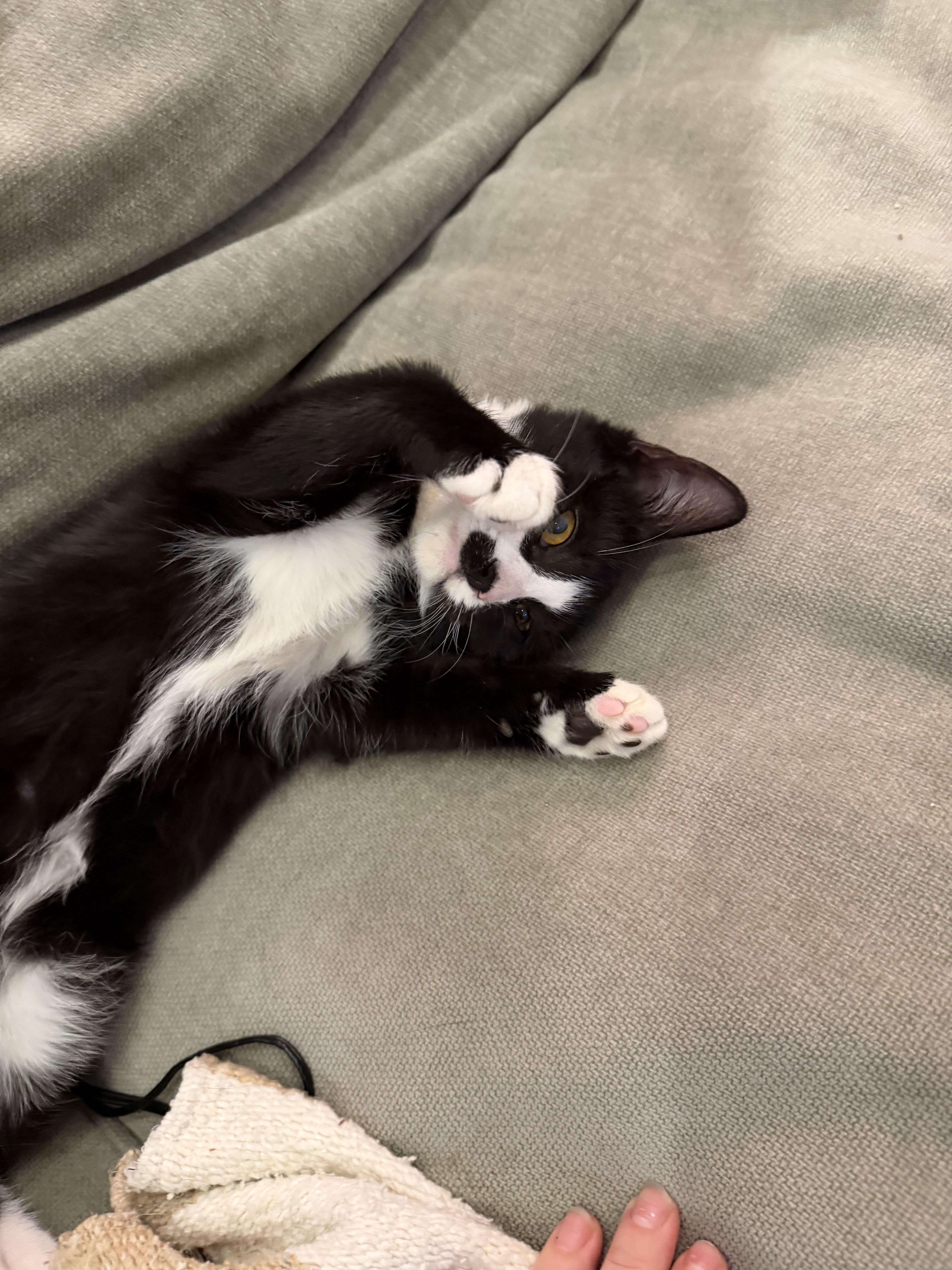 Enlarge Champingnon, a Adoptable Domestic Short Hair in brooklyn, NY image 3/6