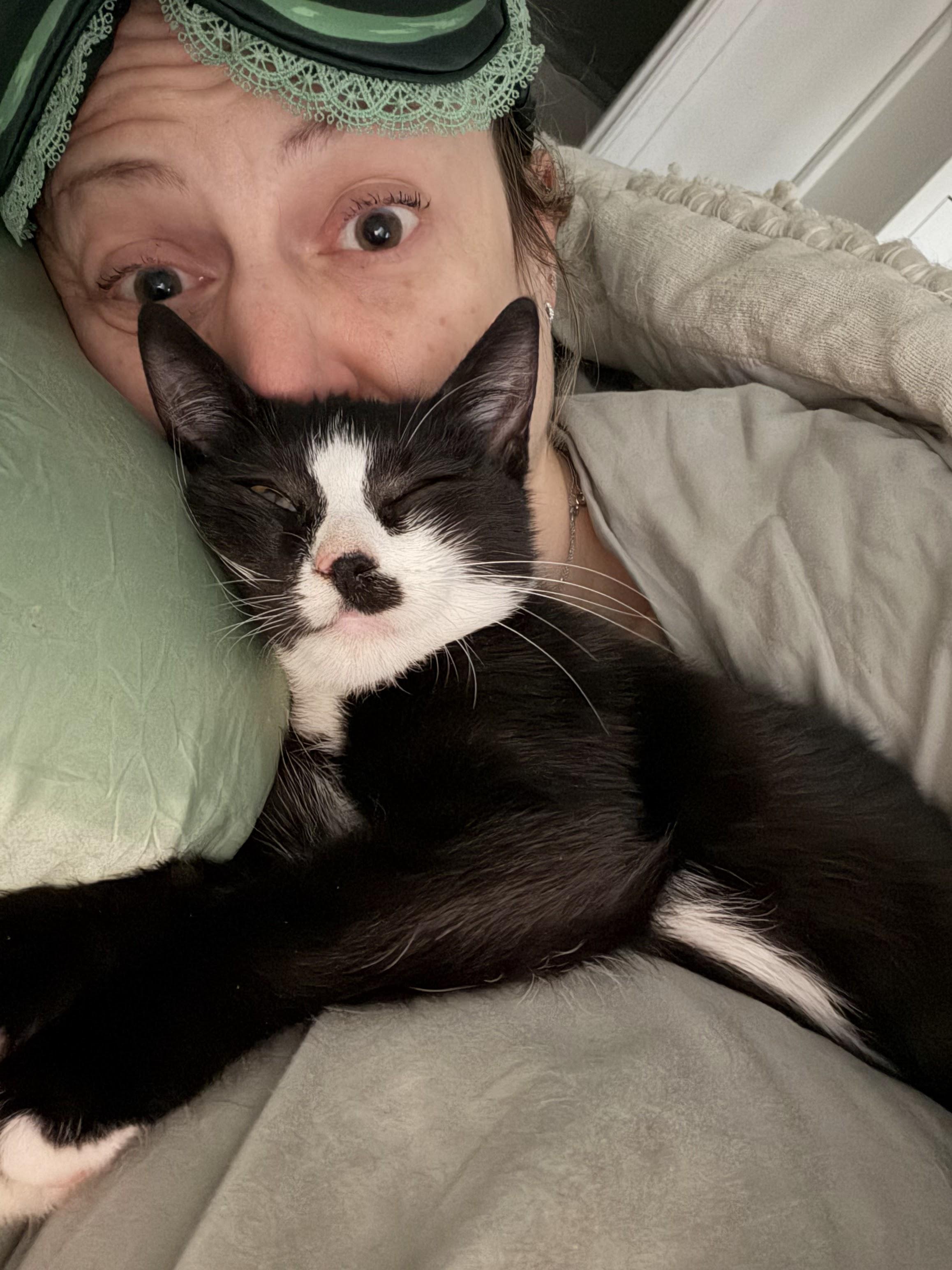 Enlarge Champingnon, a Adoptable Domestic Short Hair in brooklyn, NY image 2/6