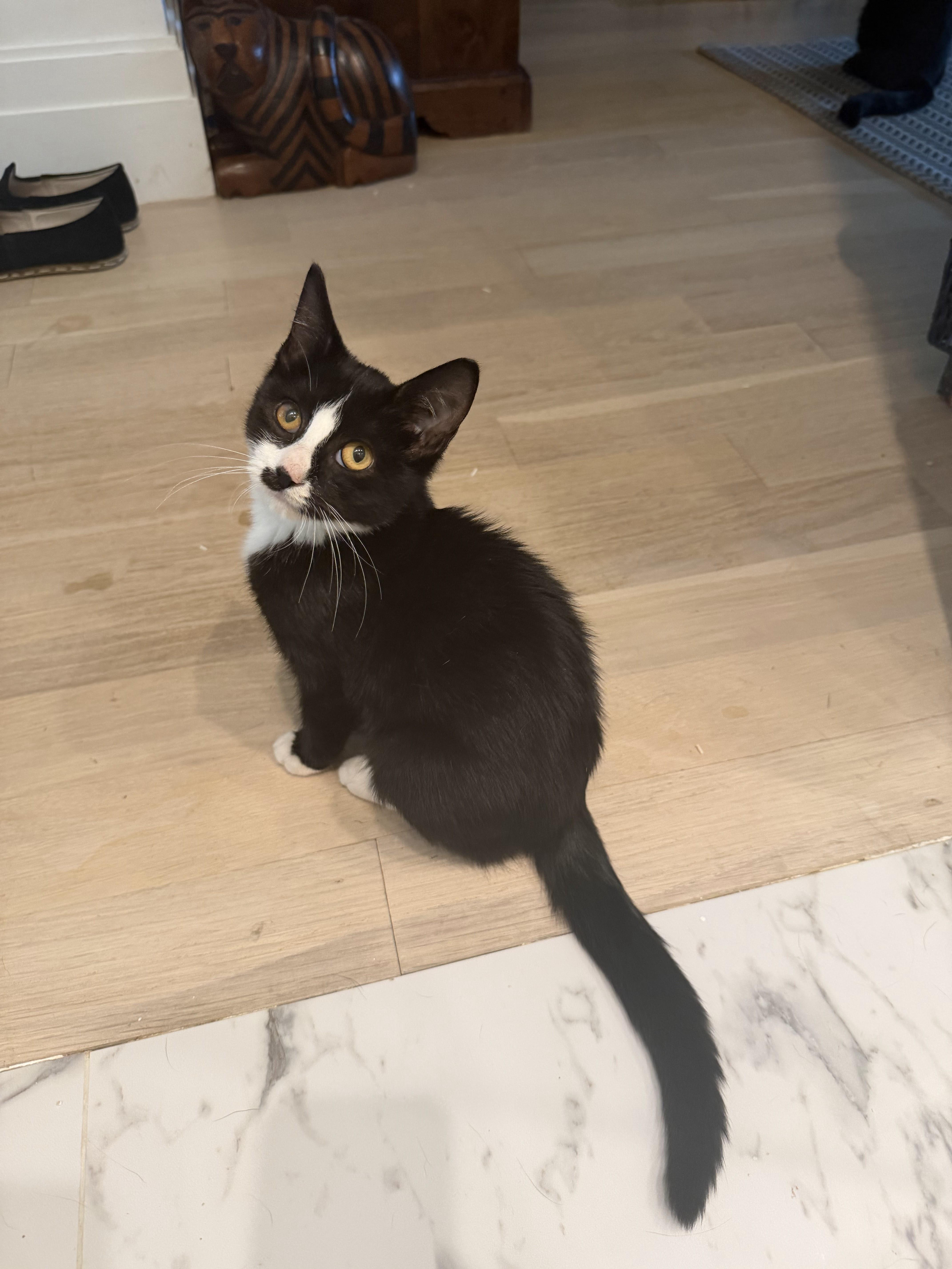 Enlarge Champingnon, a Adoptable Domestic Short Hair in brooklyn, NY image 1/6