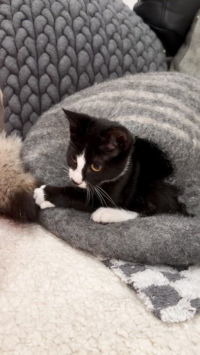 Enlarge Champingnon, a Adoptable Domestic Short Hair in brooklyn, NY video 5/6