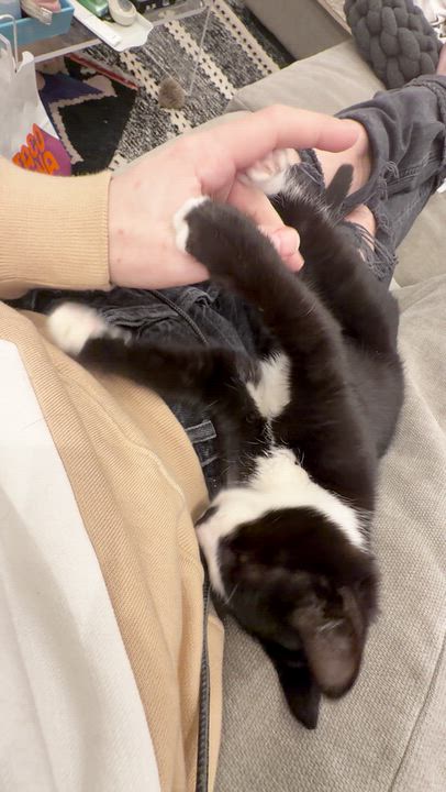 Enlarge Champingnon, a Adoptable Domestic Short Hair in brooklyn, NY video 6/6