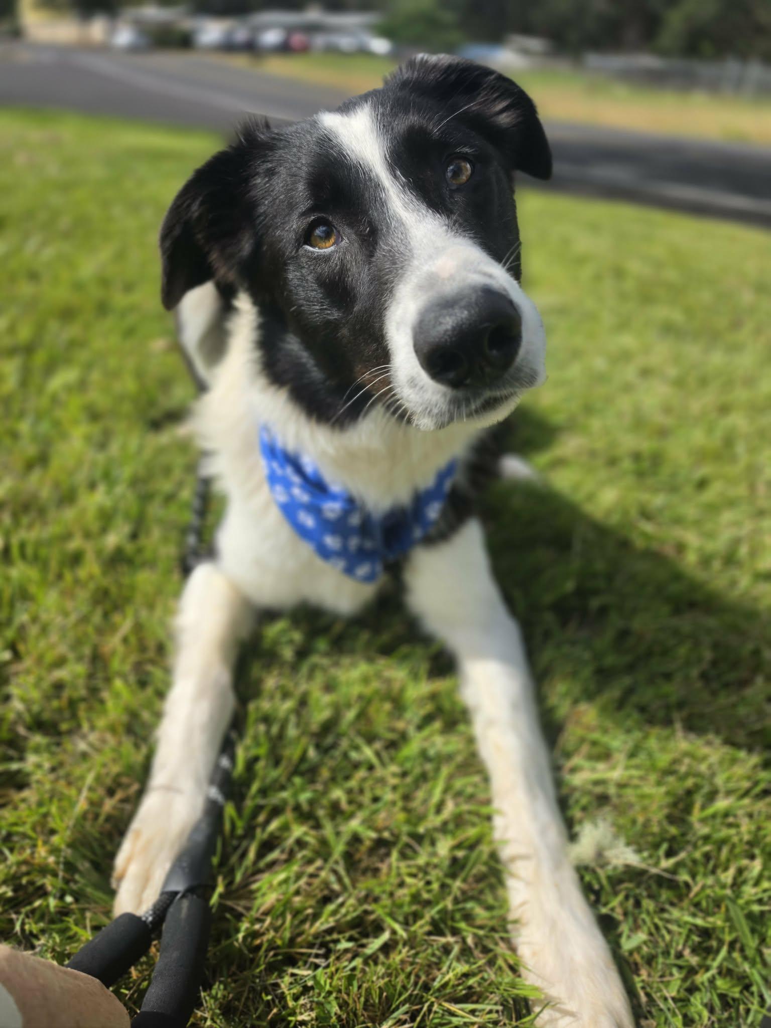 Enlarge Cooper, an adopted mixed breed in Grants Pass, OR image 2/6