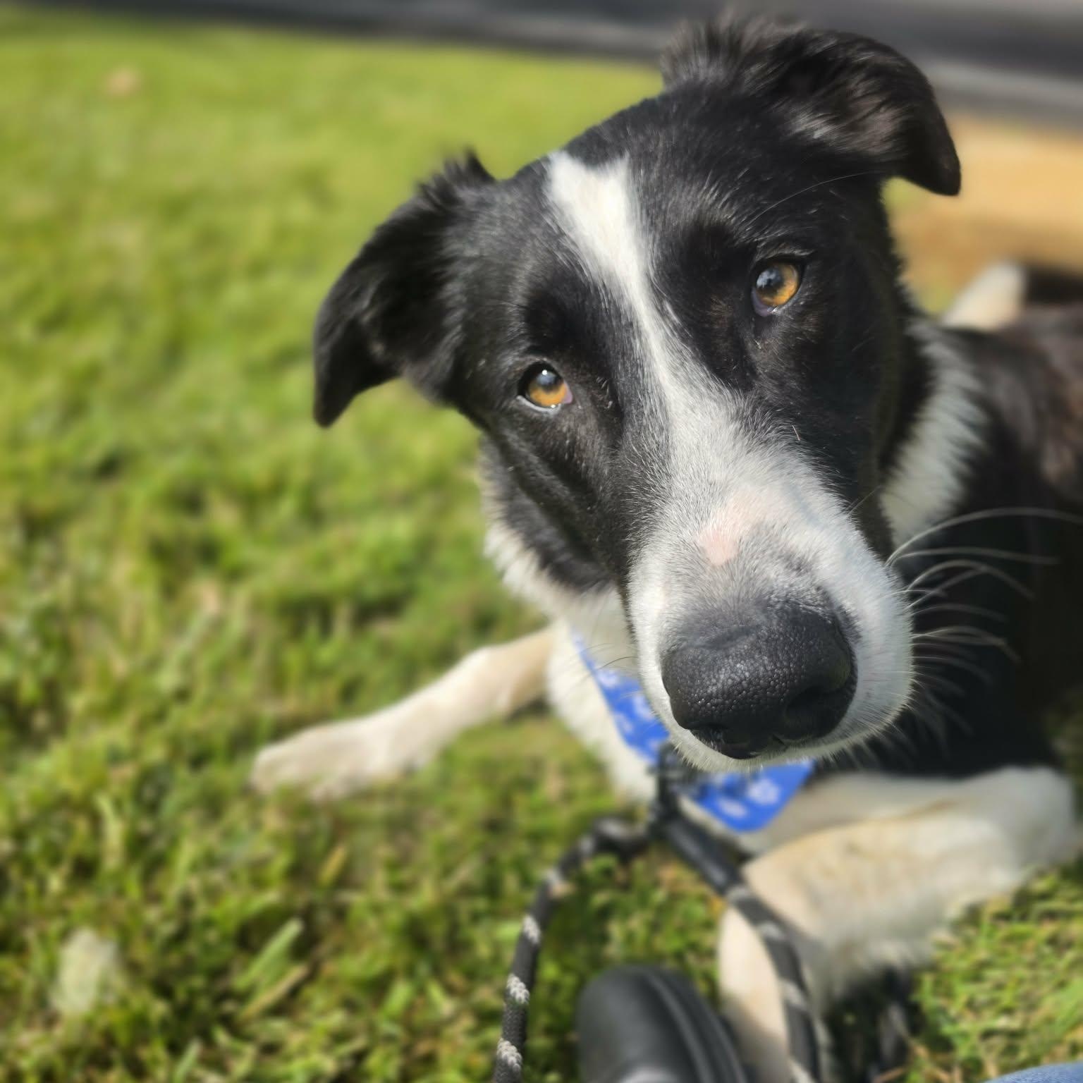 Enlarge Cooper, an adopted mixed breed in Grants Pass, OR image 3/6