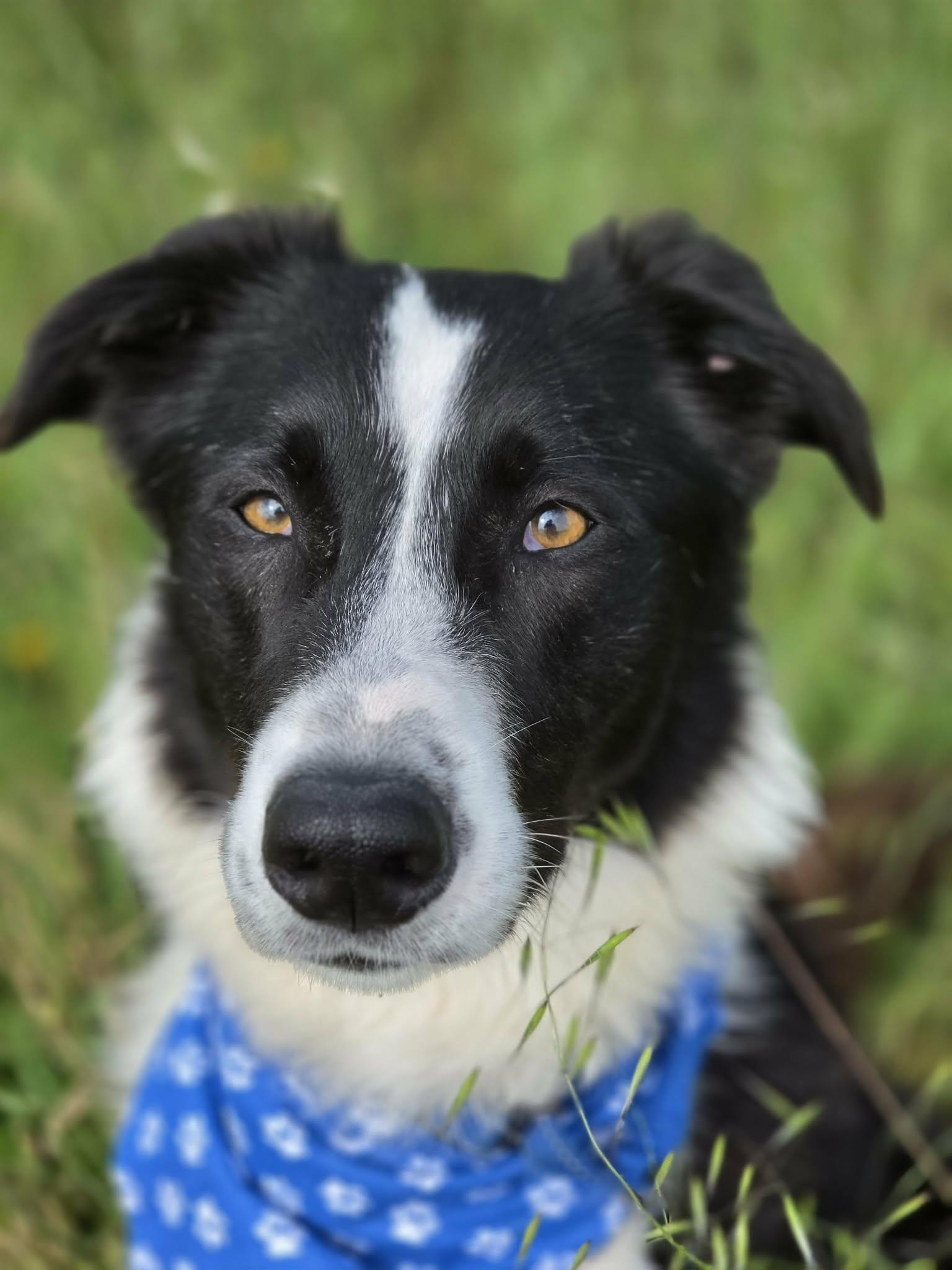 Enlarge Cooper, an adopted mixed breed in Grants Pass, OR image 5/6