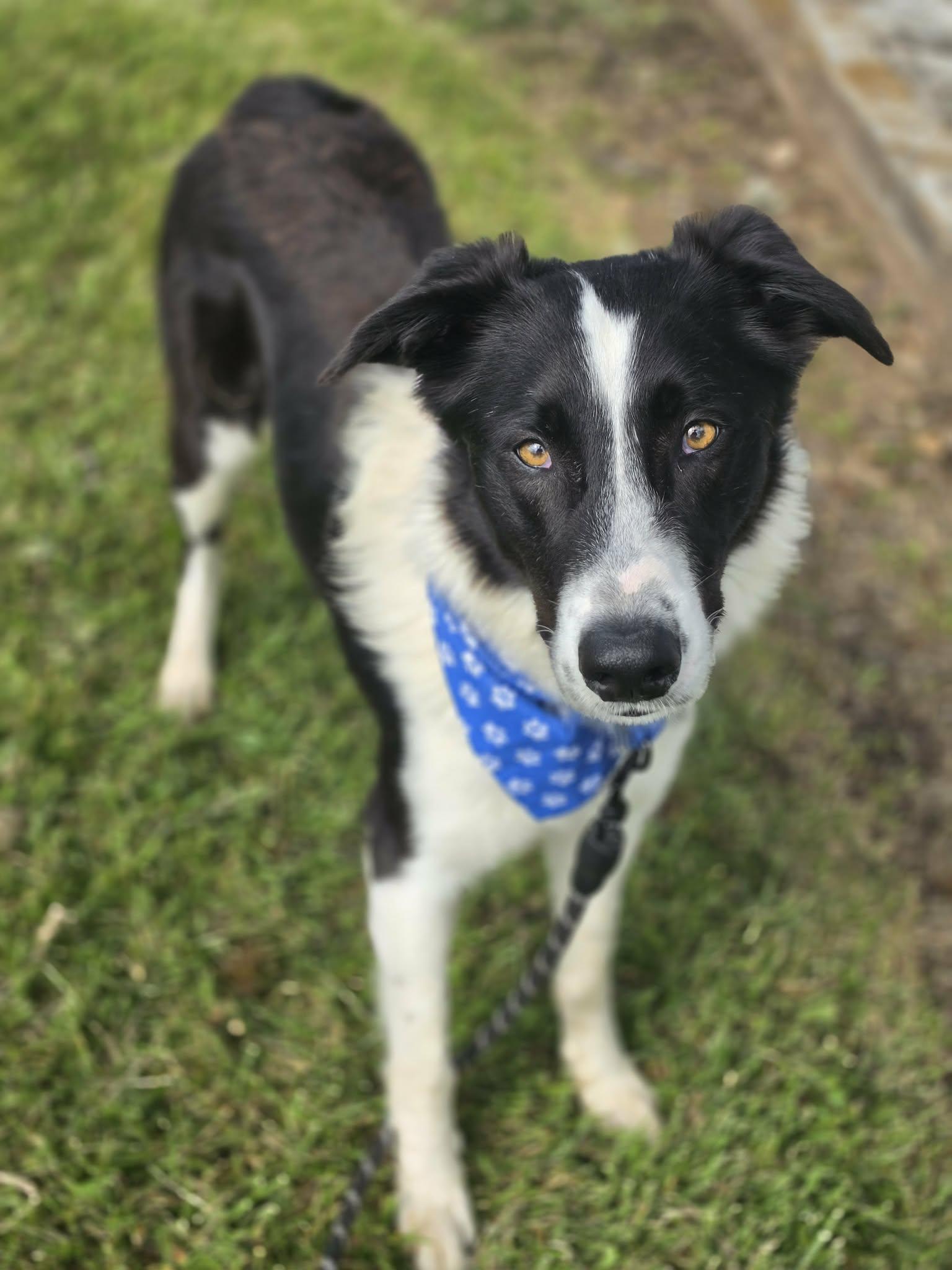 Enlarge Cooper, an adopted mixed breed in Grants Pass, OR image 4/6