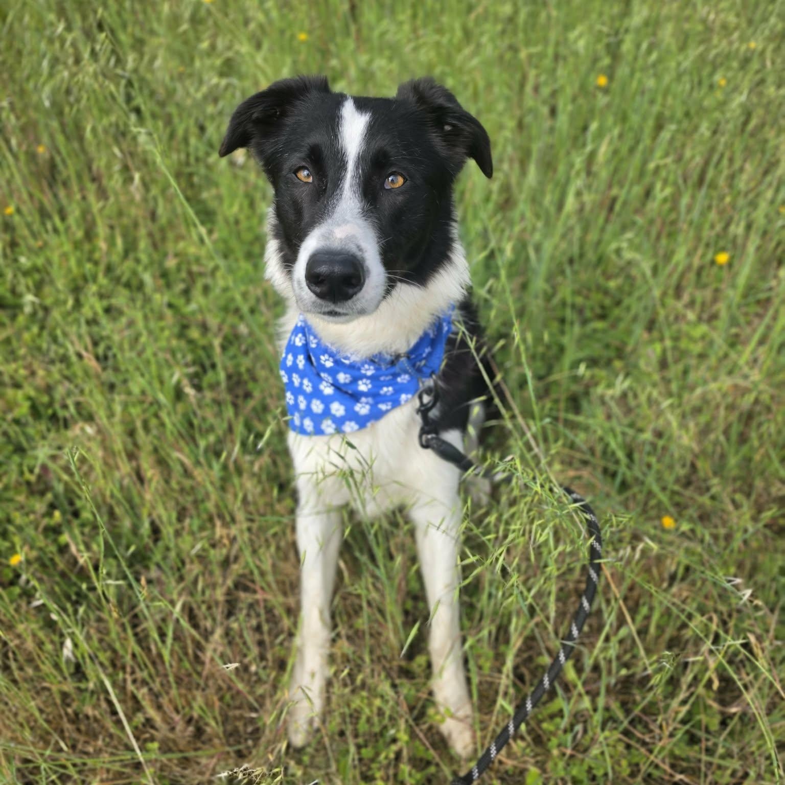 Enlarge Cooper, an adopted mixed breed in Grants Pass, OR image 6/6