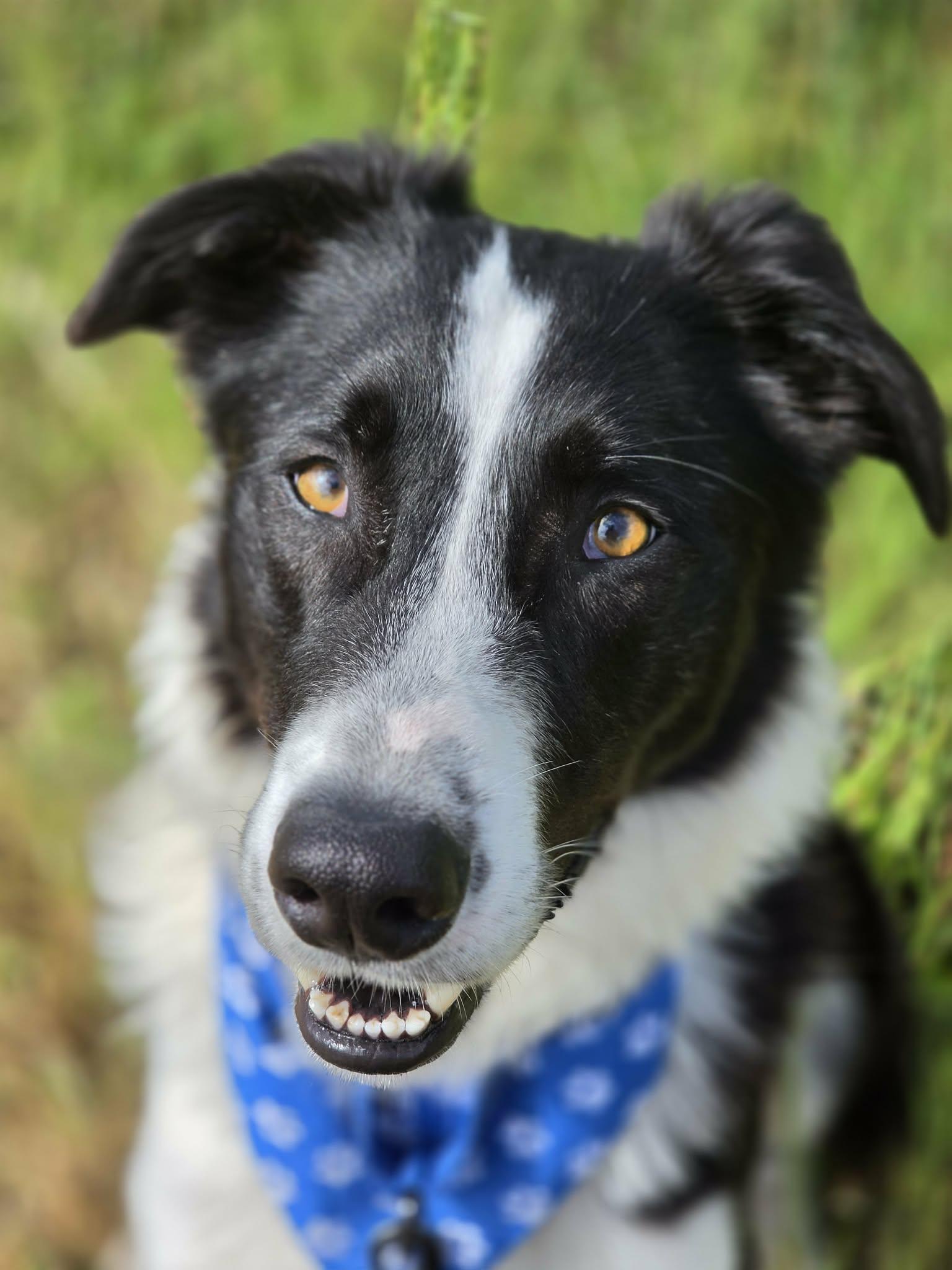 Cooper, adopted, Adult Male Border Collie & German Shepherd Dog.