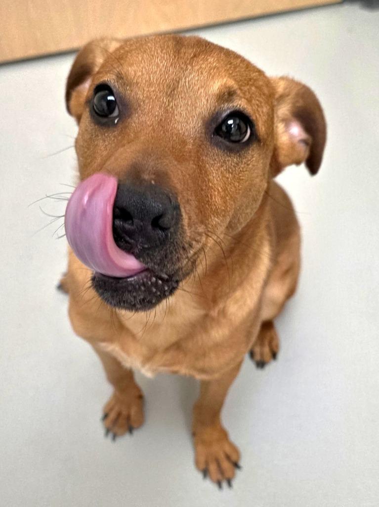 Dallas / AC 27244, Adoptable, Young Male Hound.