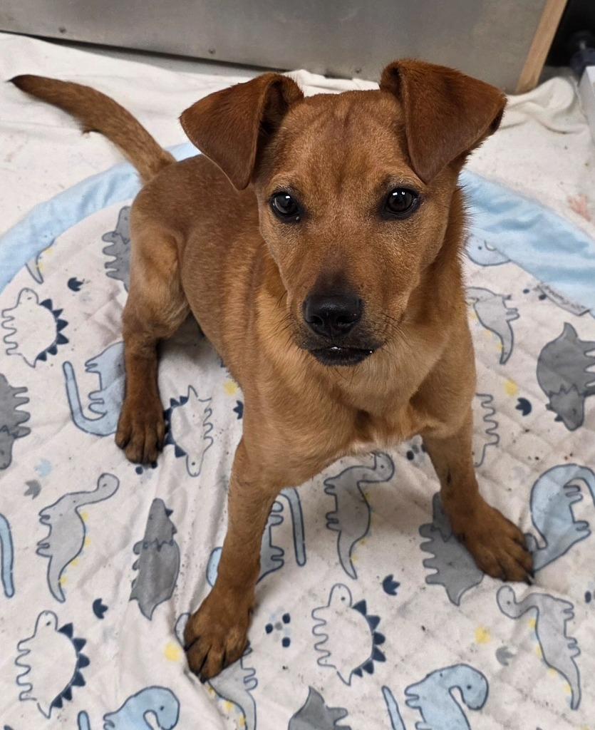 Dallas / AC 27244, a Adoptable mixed breed in Greeneville, TN image 2/3