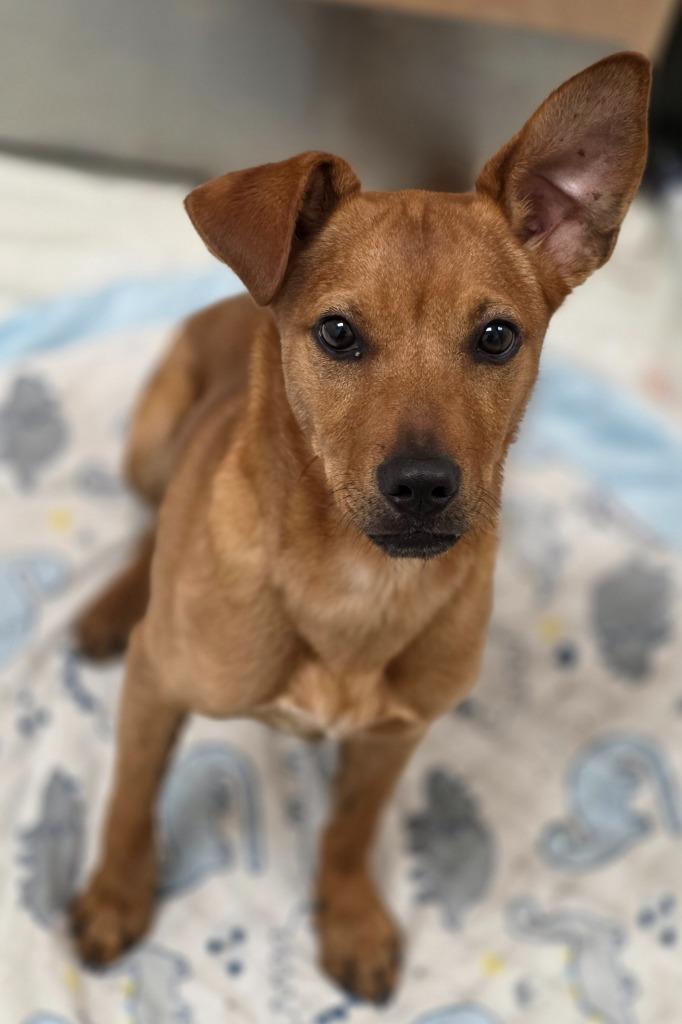 Dallas / AC 27244, a Adoptable mixed breed in Greeneville, TN image 3/3