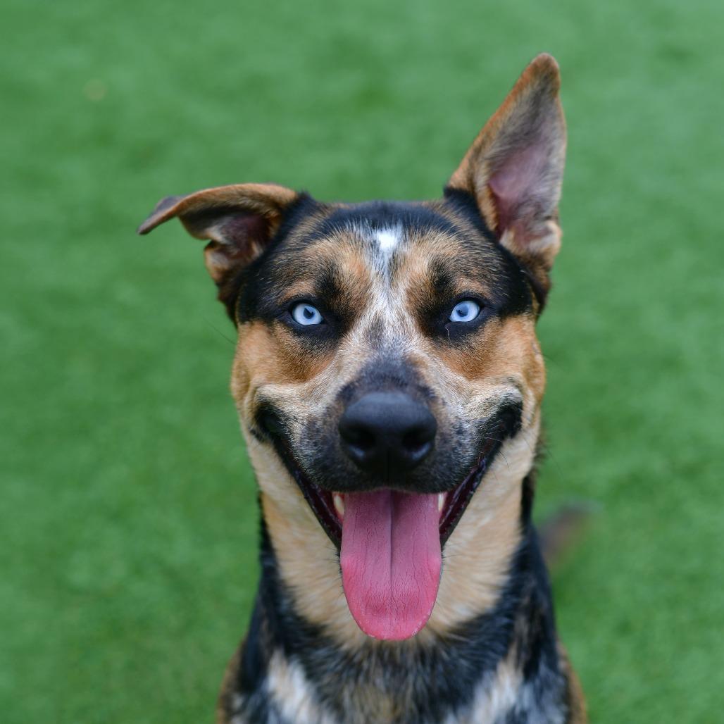 Teddy, Adoptable, Adult Male Australian Cattle Dog / Blue Heeler & Husky.
