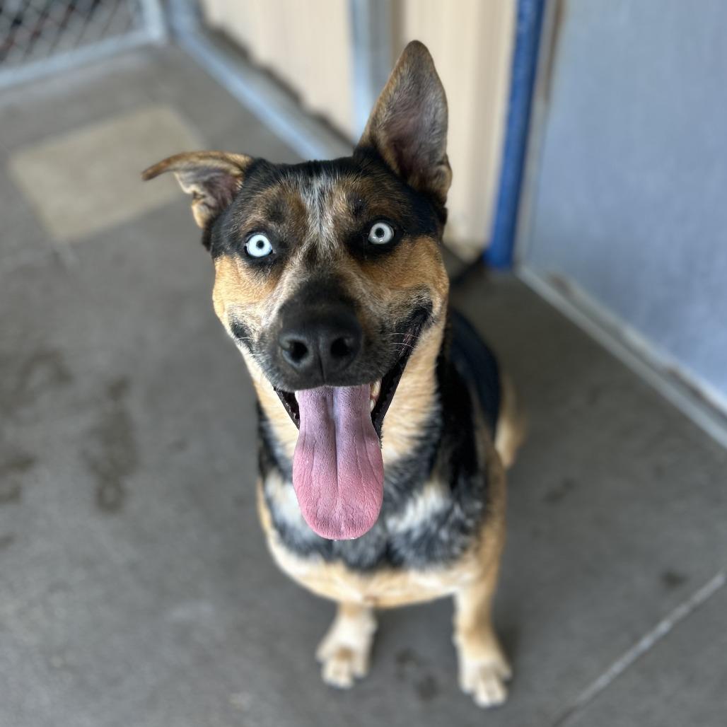 Enlarge Teddy, a Adoptable mixed breed in Emporia, KS image 4/6