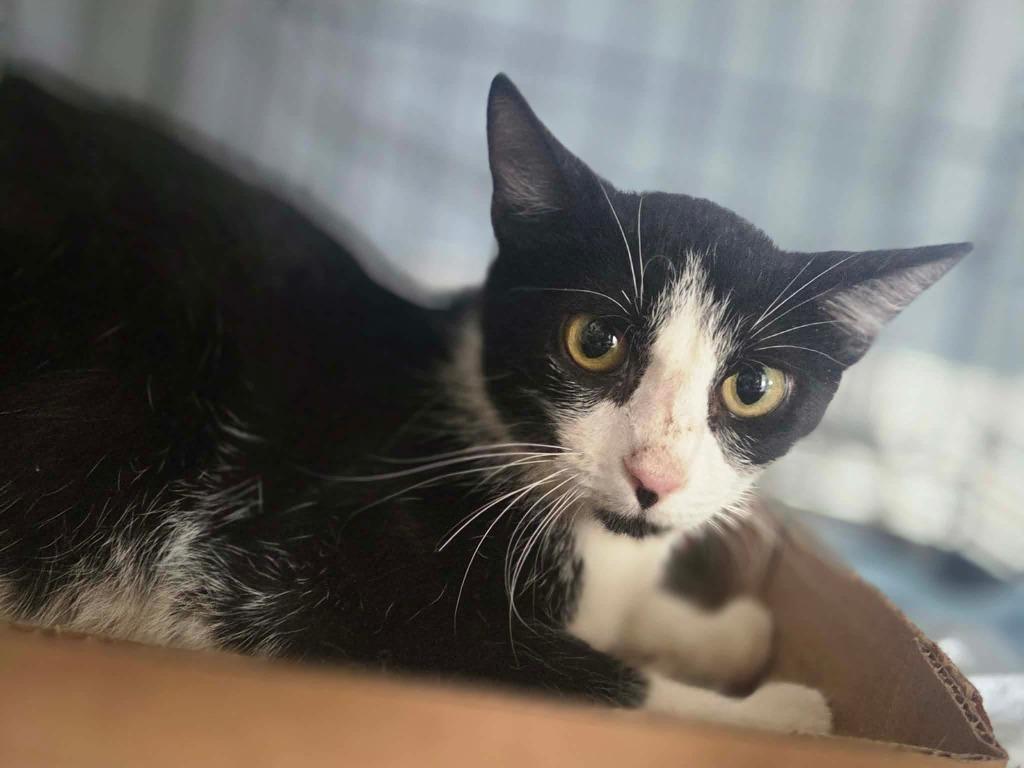 Cowbell, Adoptable, Young Female Domestic Short Hair.