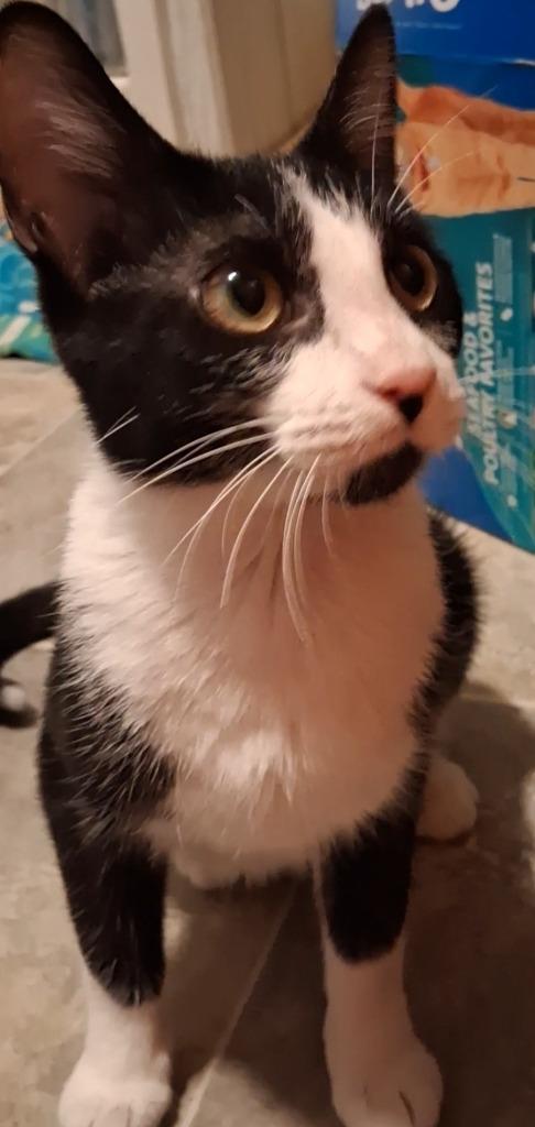 Enlarge Cowbell, a Adoptable mixed breed in Olney, IL image 2/2