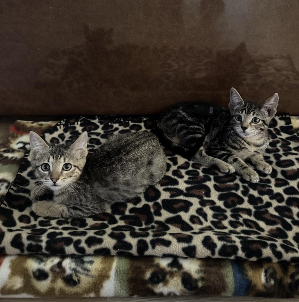 Diet Coke, Adoptable, Kitten Female Tabby & Abyssinian.