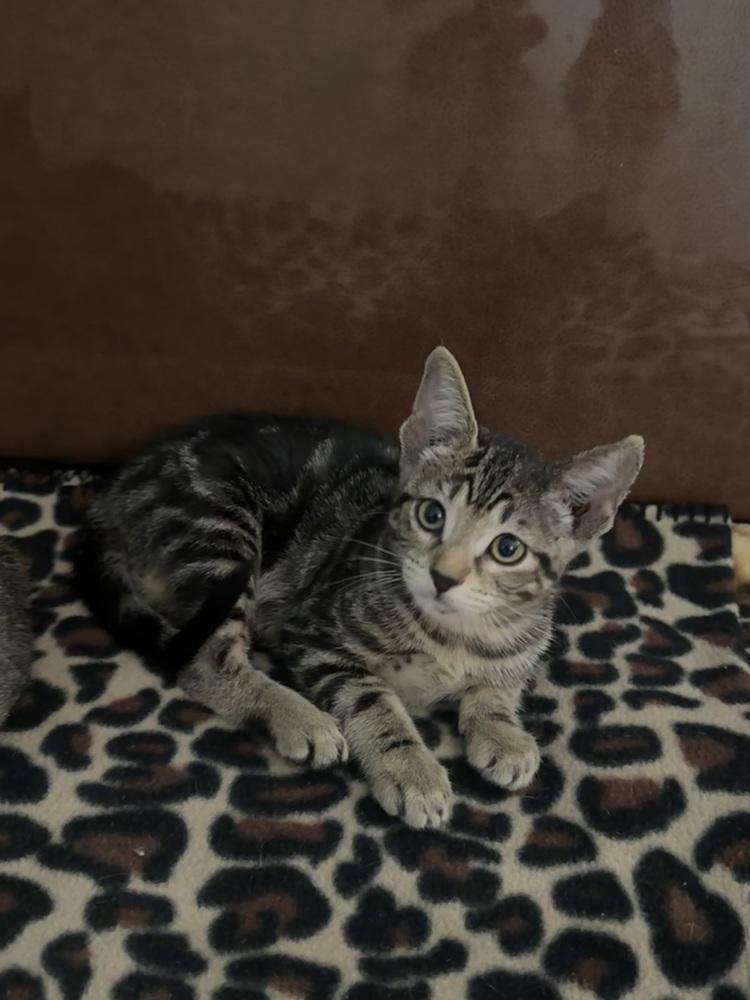 Diet Coke, a Adoptable mixed breed in Austin, TX image 5/6