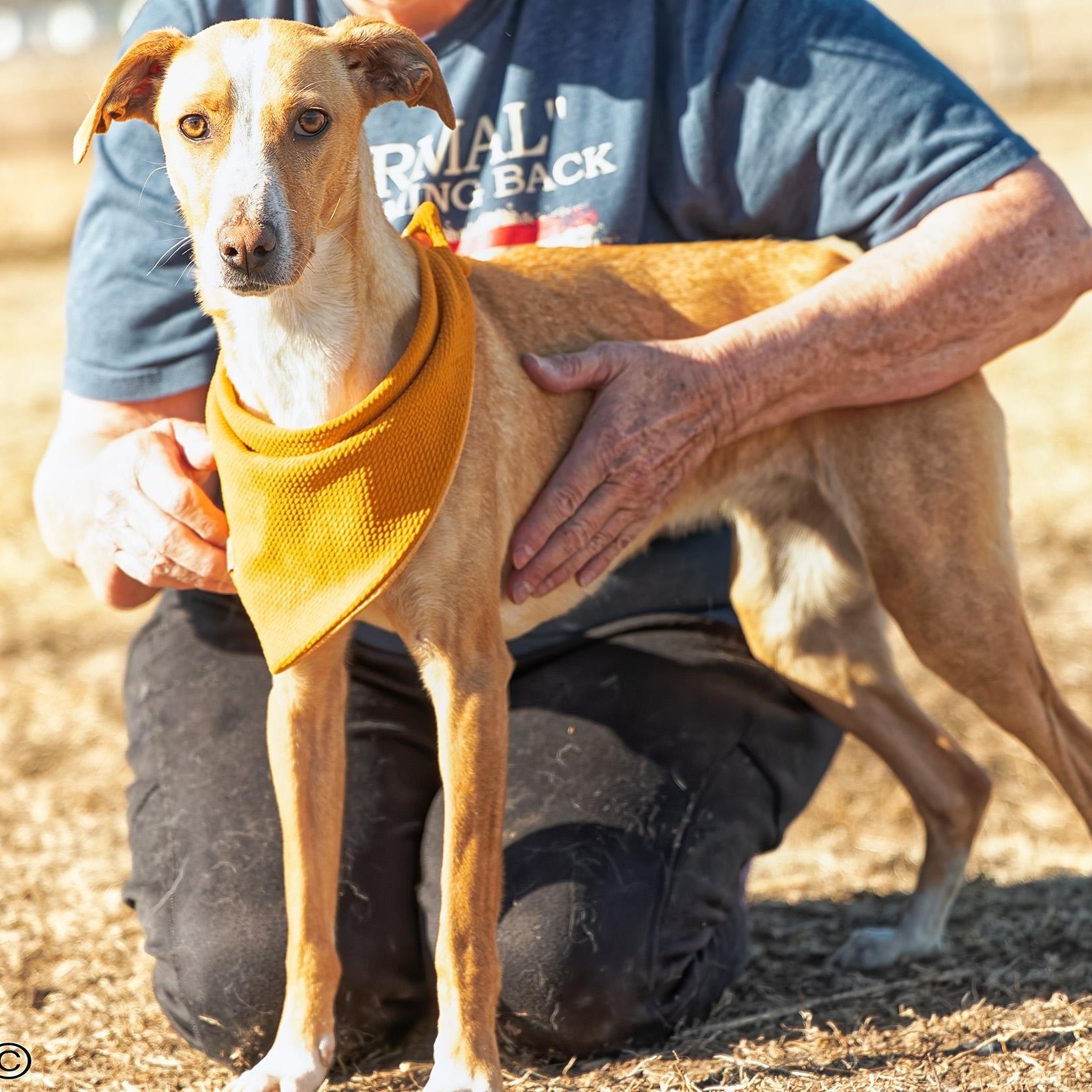 Enlarge Patti, a ADOPTABLE mixed breed in Clarinda, IA image 3/6