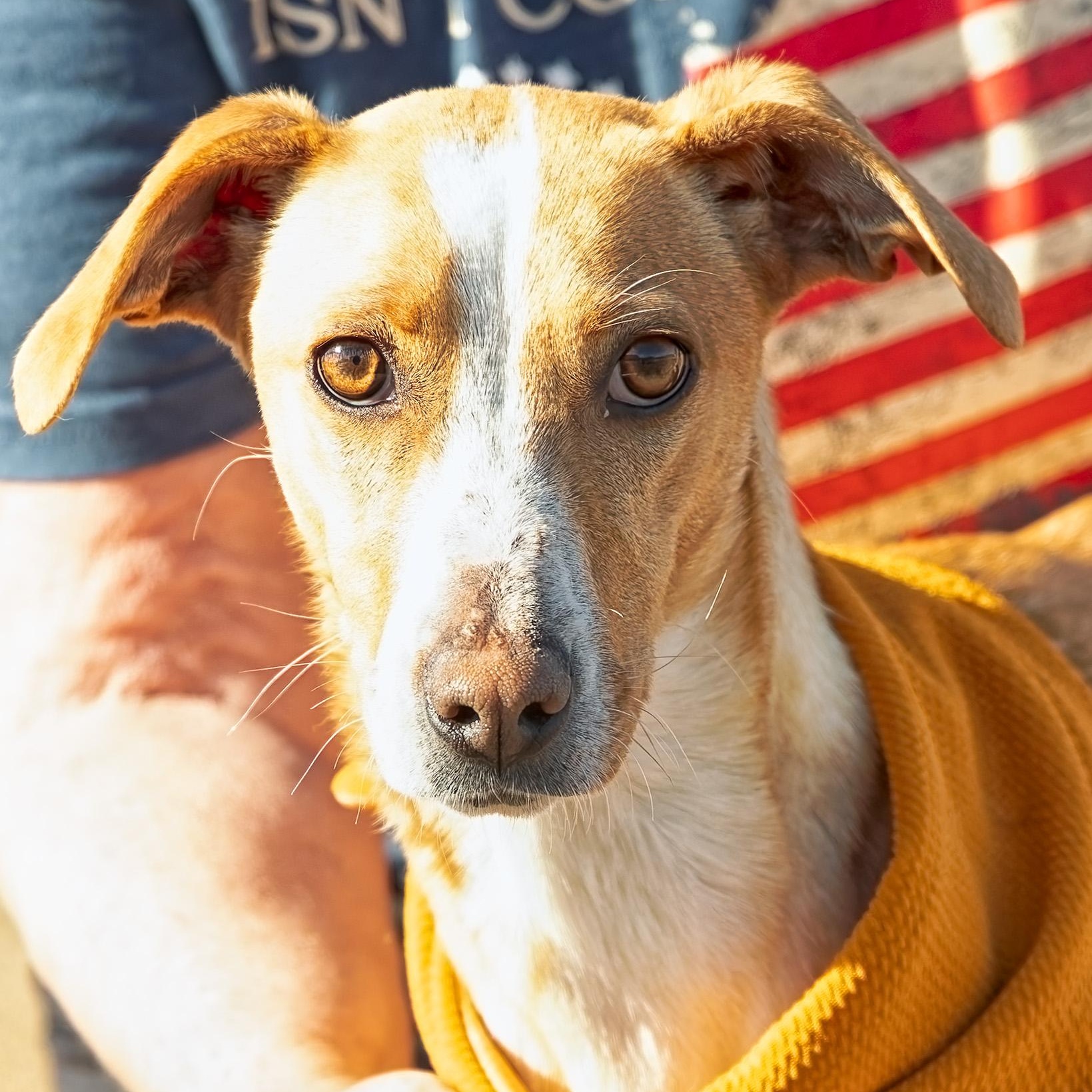 Patti, ADOPTABLE, Young Female Whippet.