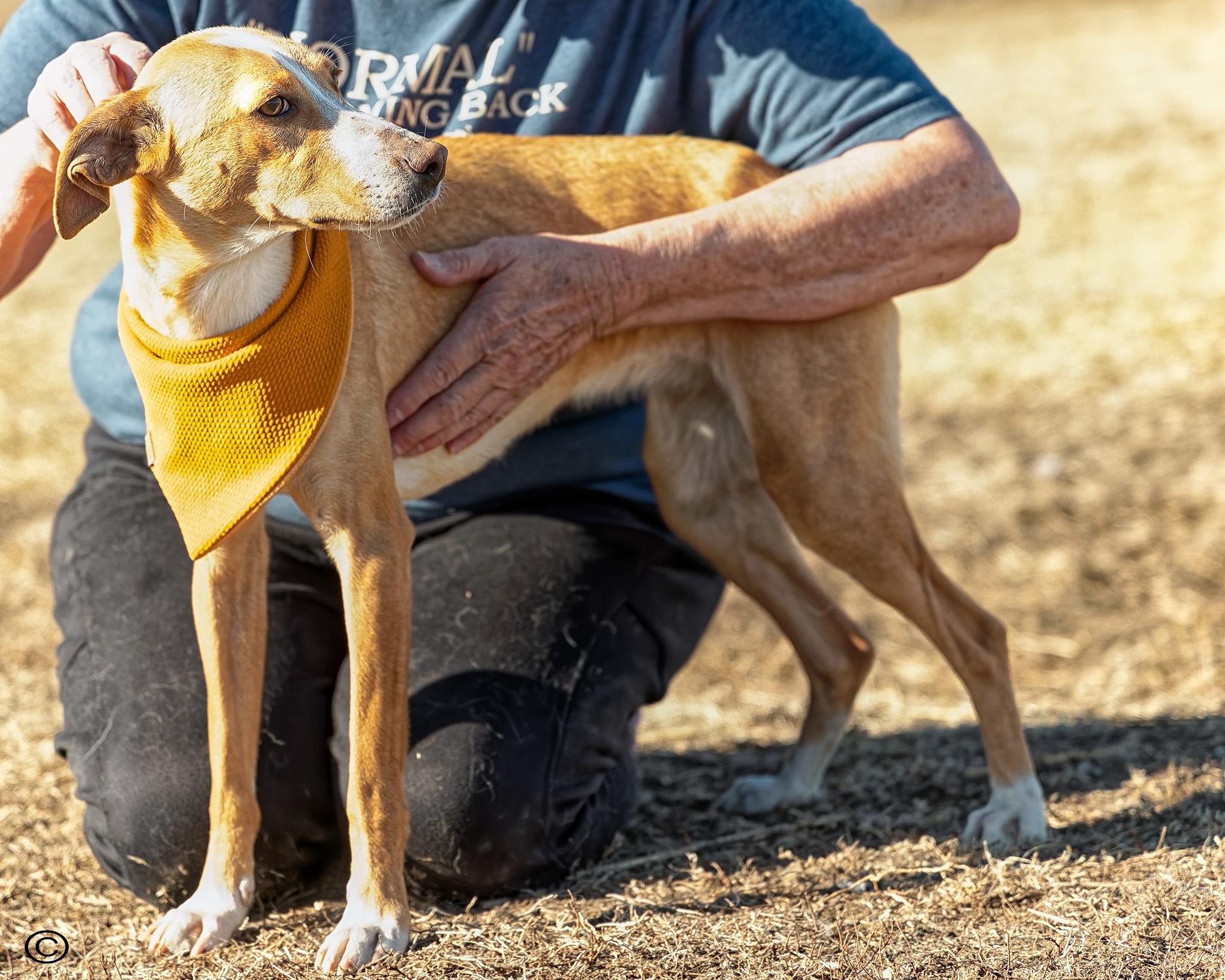Enlarge Patti, a ADOPTABLE mixed breed in Clarinda, IA image 4/6