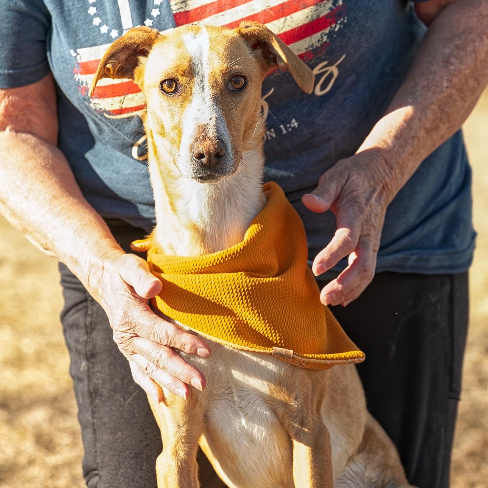 Enlarge Patti, a ADOPTABLE mixed breed in Clarinda, IA image 2/6