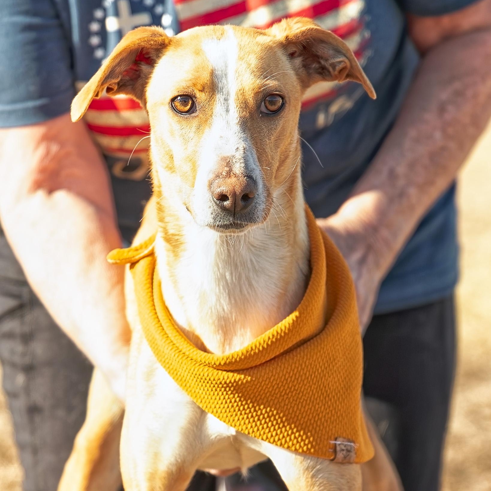 Enlarge Patti, a ADOPTABLE mixed breed in Clarinda, IA image 6/6