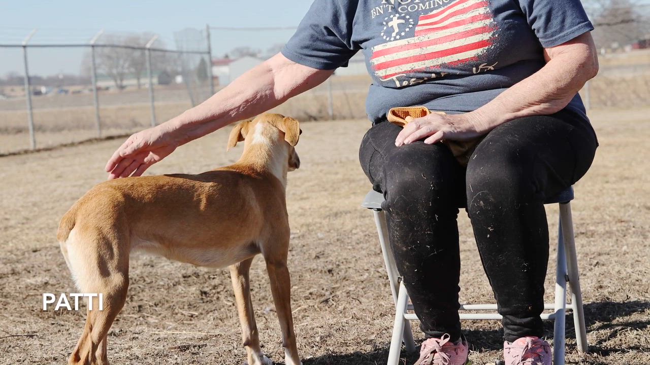 Enlarge Patti, a ADOPTABLE mixed breed in Clarinda, IA video 5/6