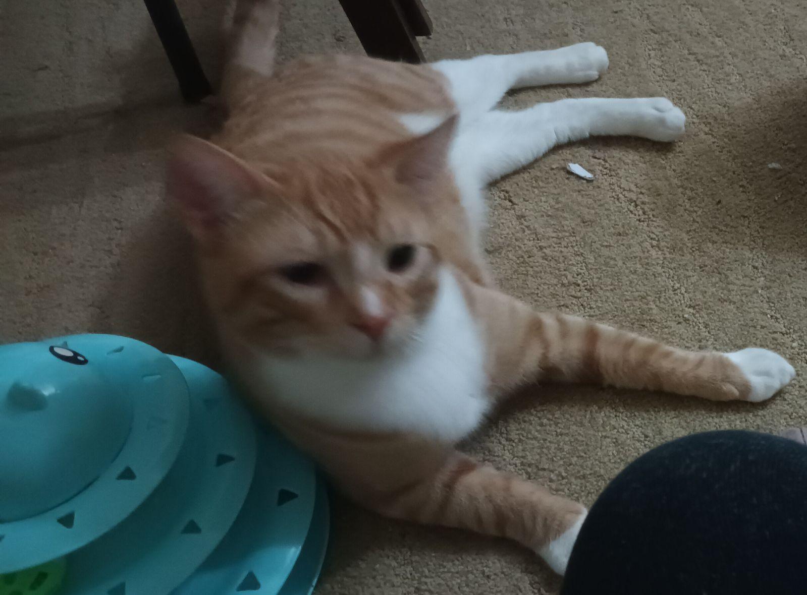 Enlarge Han, a Adoptable Domestic Short Hair in San Jose, CA image 1/4