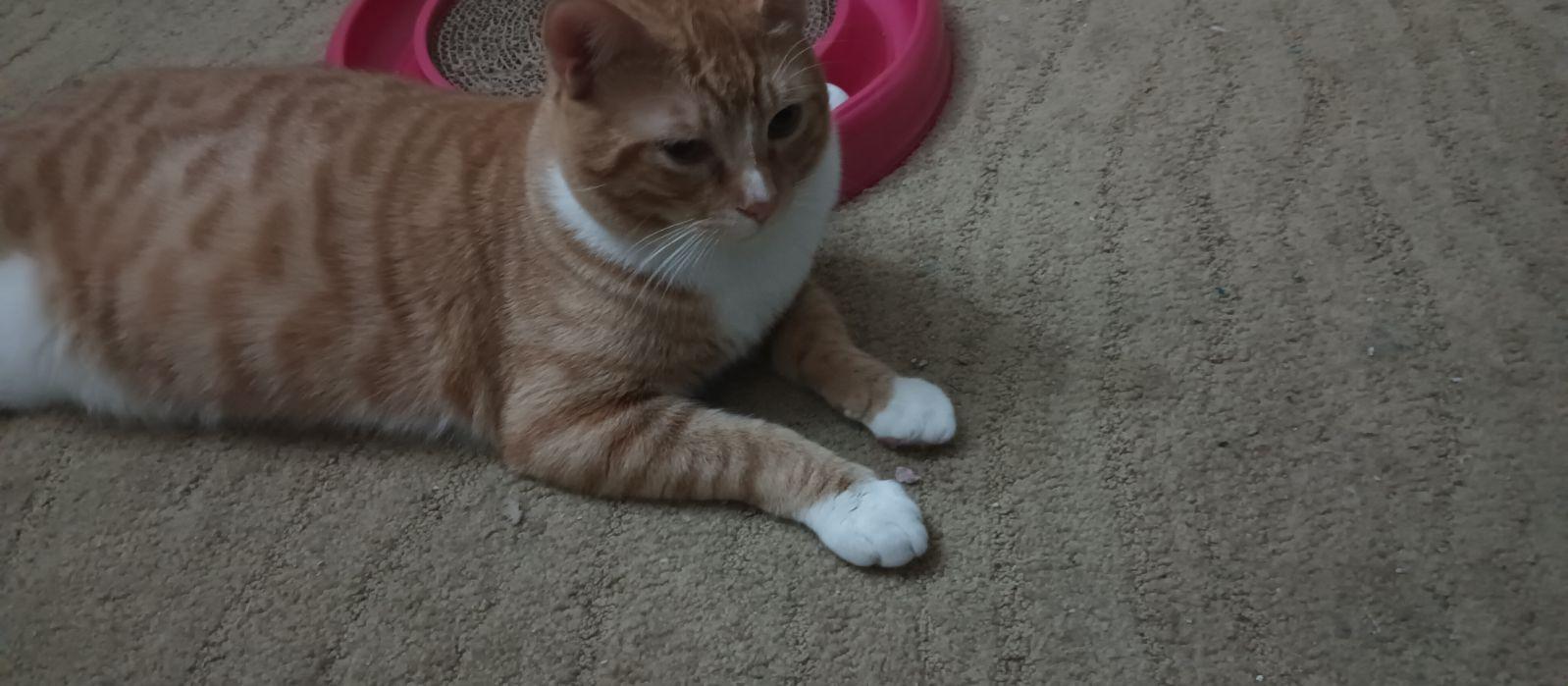 Enlarge Han, a Adoptable Domestic Short Hair in San Jose, CA image 2/4