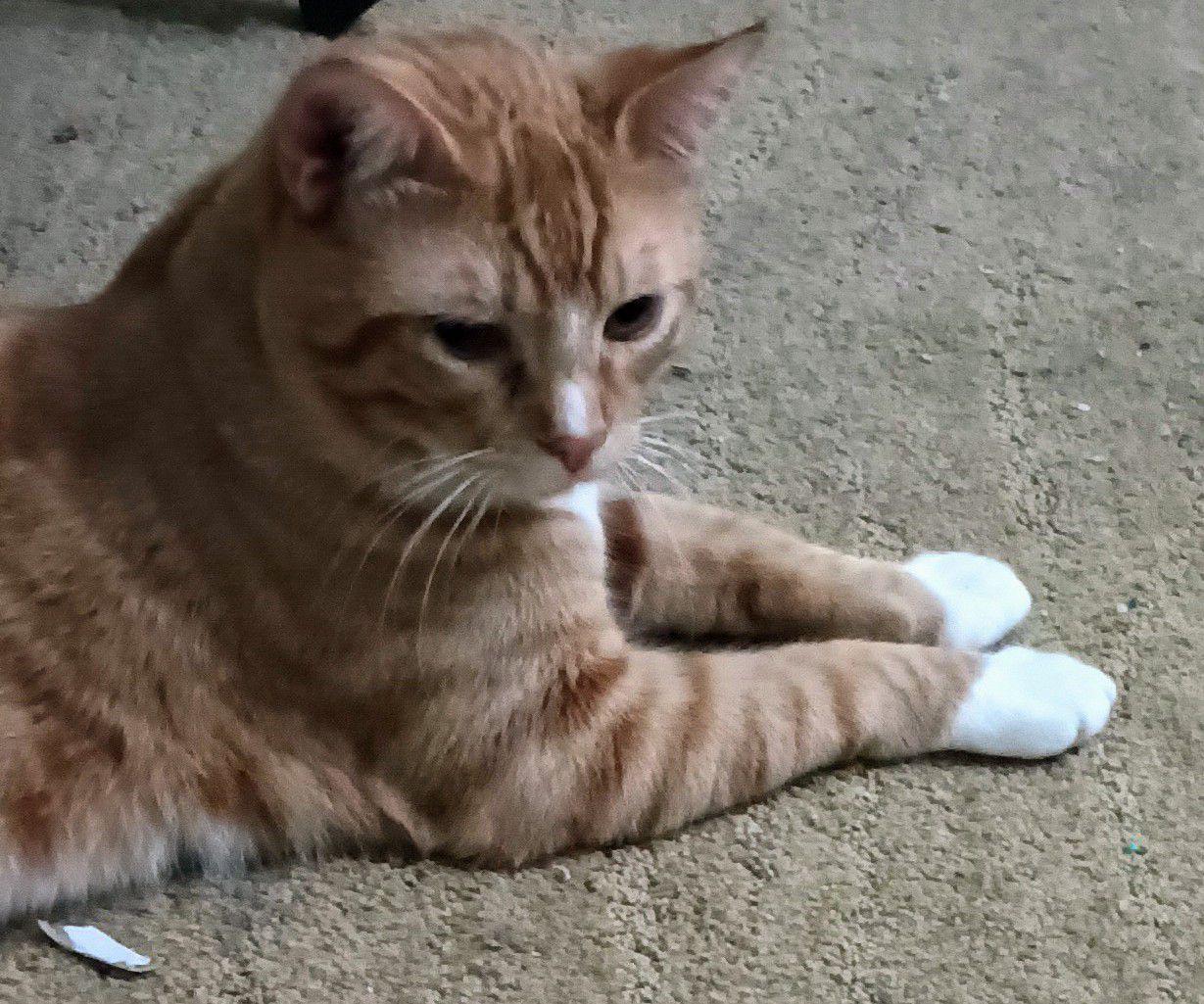 Enlarge Han, a Adoptable Domestic Short Hair in San Jose, CA image 3/4