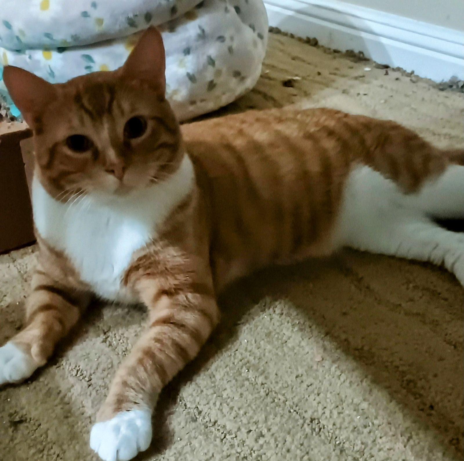 Enlarge Han, a Adoptable Domestic Short Hair in San Jose, CA image 4/4