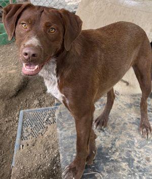 Brownie, Adopted, Young Male Pointer & Labrador Retriever.