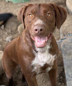 Enlarge Brownie, a Adopted mixed breed in Savannah, MO image 2/3