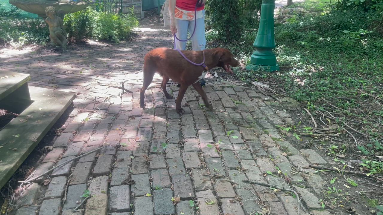 Enlarge Brownie, a Adopted mixed breed in Savannah, MO video 3/3