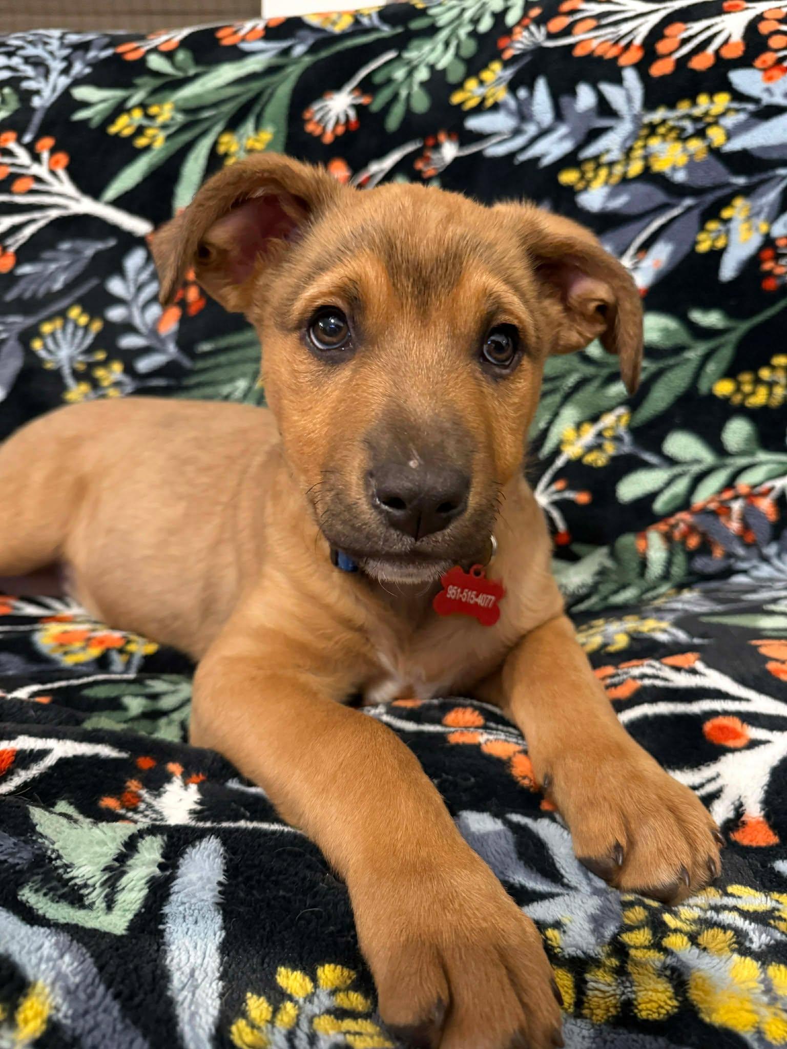 Enlarge Lightning, a ADOPTABLE mixed breed in Temecula, CA image 1/6