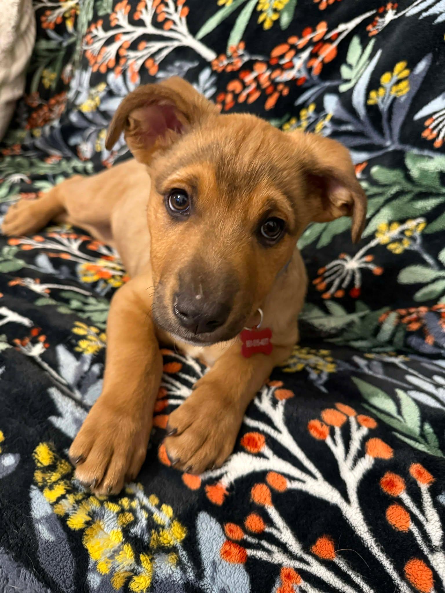 Enlarge Lightning, a ADOPTABLE mixed breed in Temecula, CA image 5/6