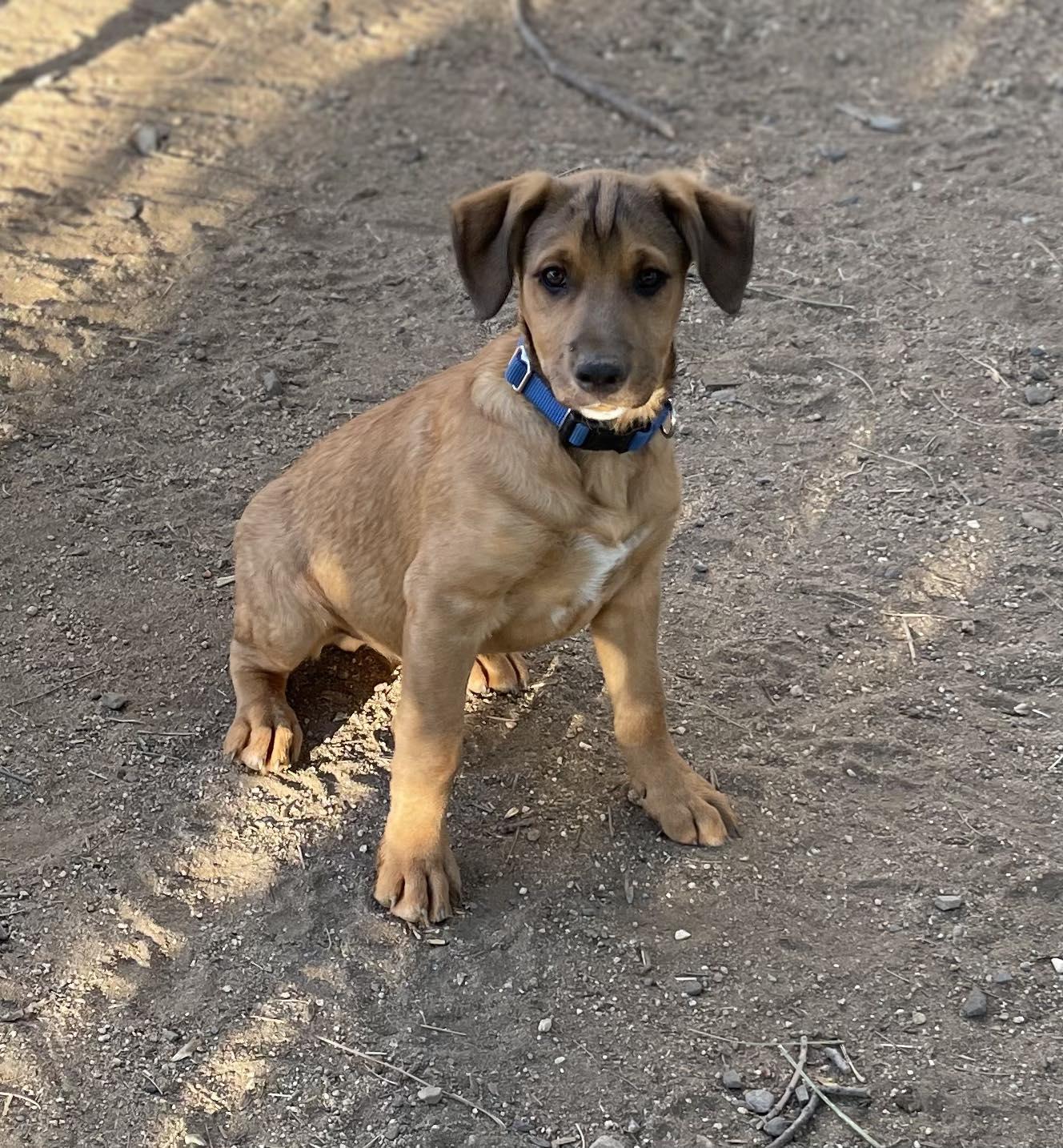 Lightning, an adopted mixed breed in Temecula, CA image 1/6