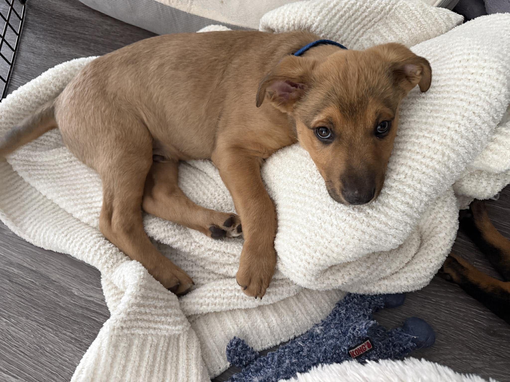 Enlarge Lightning, a ADOPTABLE mixed breed in Temecula, CA image 3/6