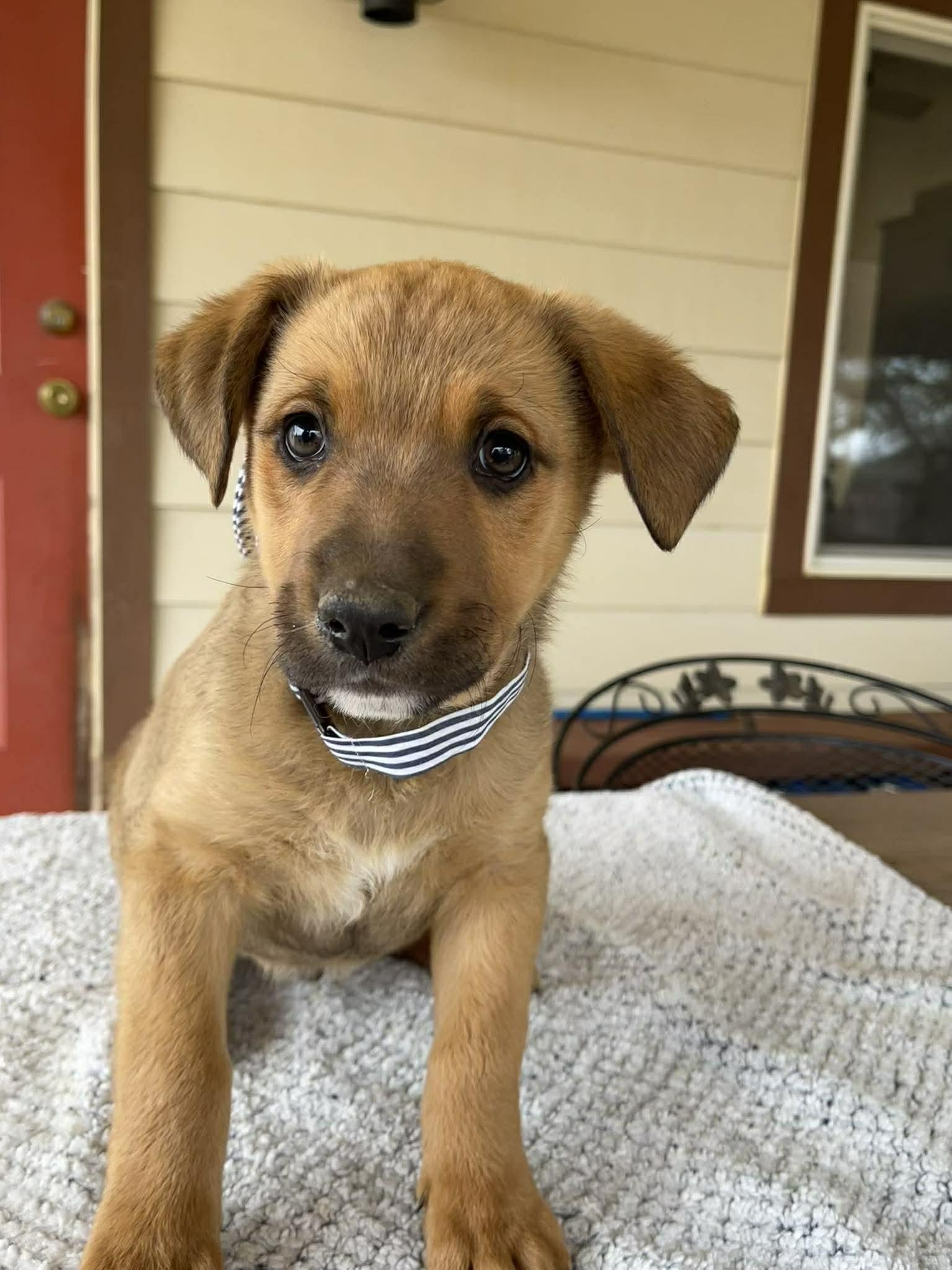 Enlarge Lightning, a ADOPTABLE mixed breed in Temecula, CA image 2/6