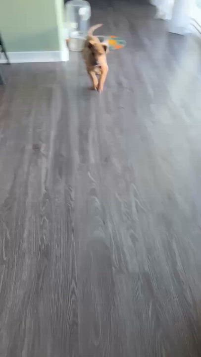 Enlarge Lightning, a ADOPTABLE mixed breed in Temecula, CA video 4/6