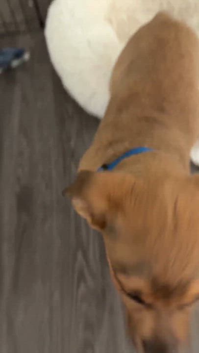 Enlarge Lightning, a ADOPTABLE mixed breed in Temecula, CA video 6/6