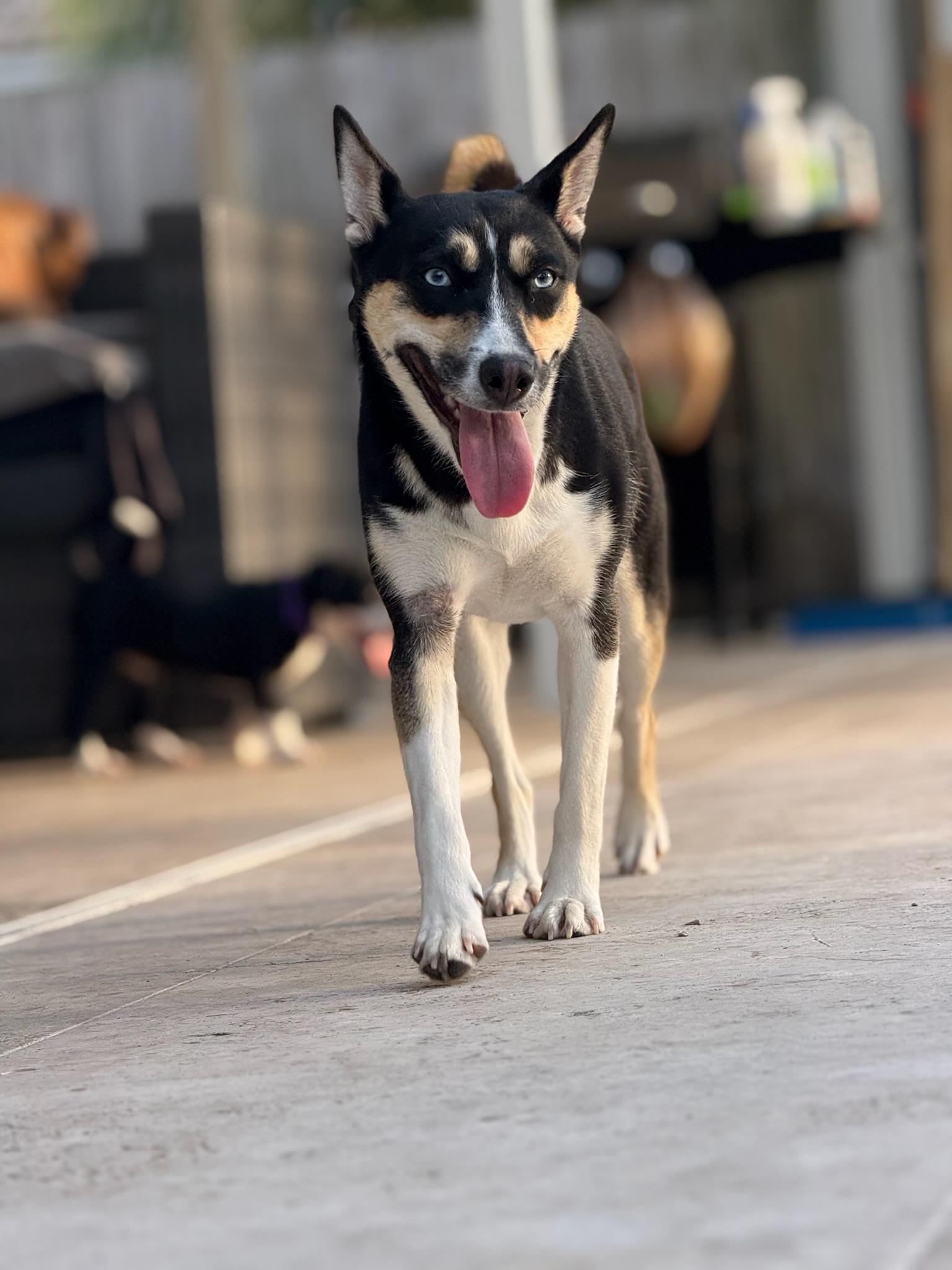 Daisy, Adoptable, Young Female Husky.