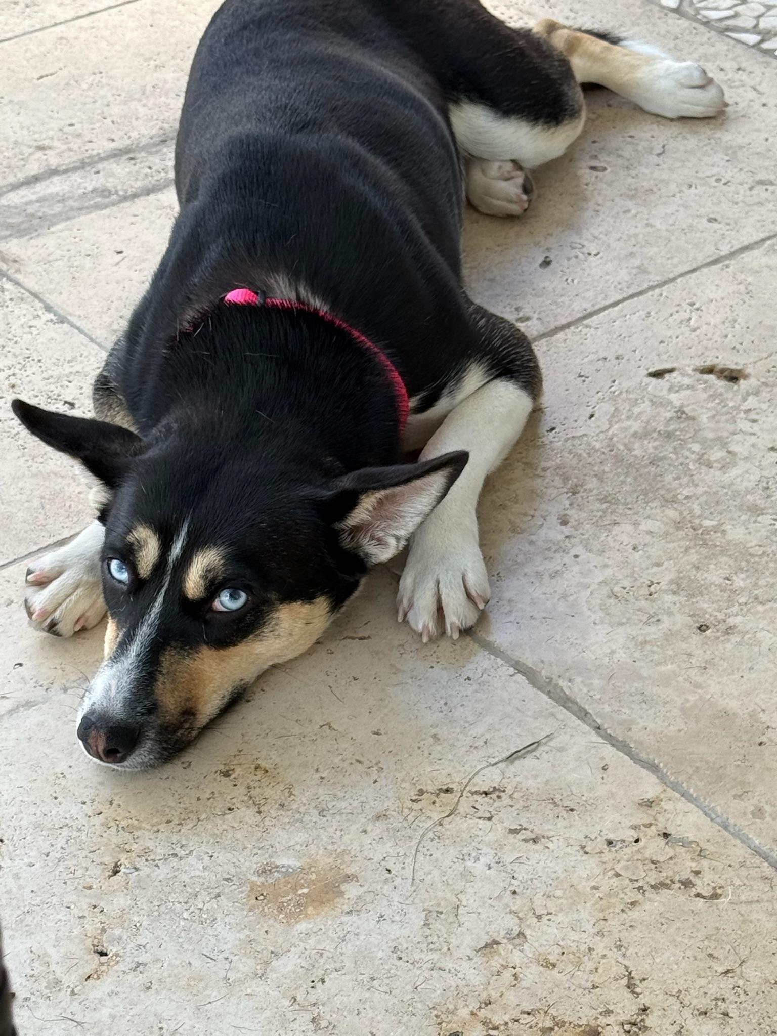 Enlarge Daisy, a Adoptable mixed breed in west palm beach, FL image 2/3