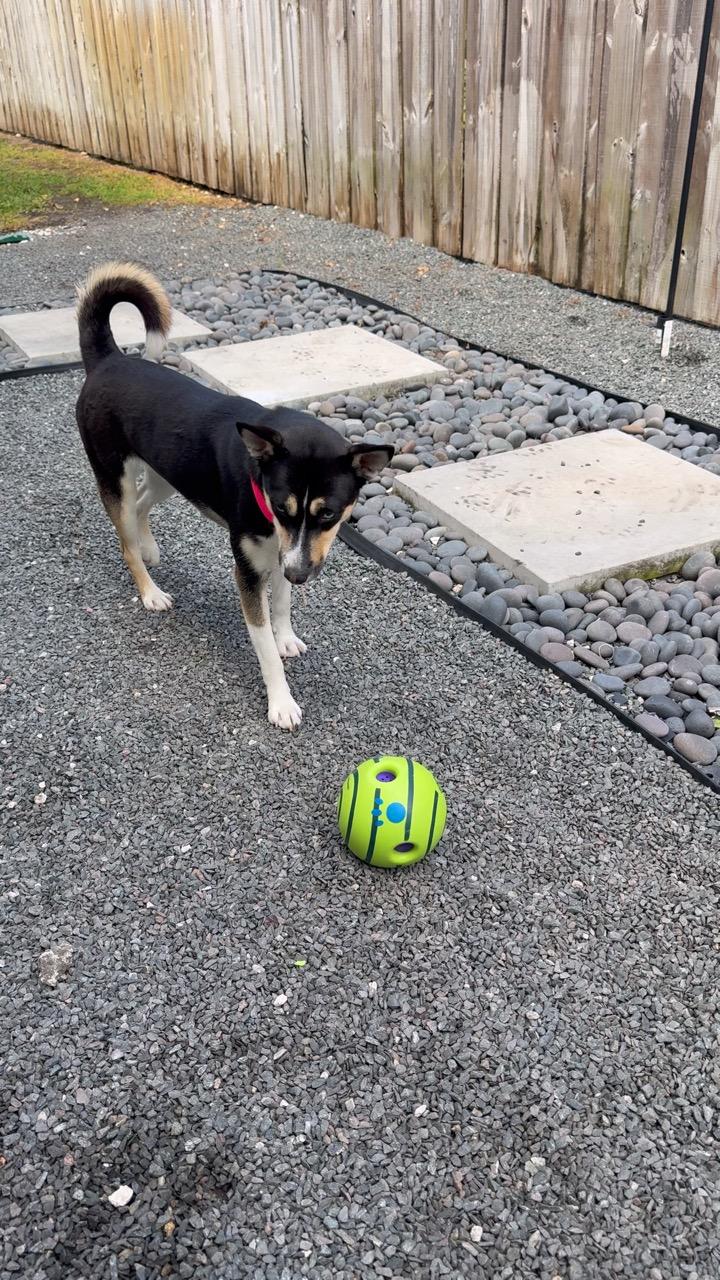 Enlarge Daisy, a Adoptable mixed breed in west palm beach, FL image 3/3