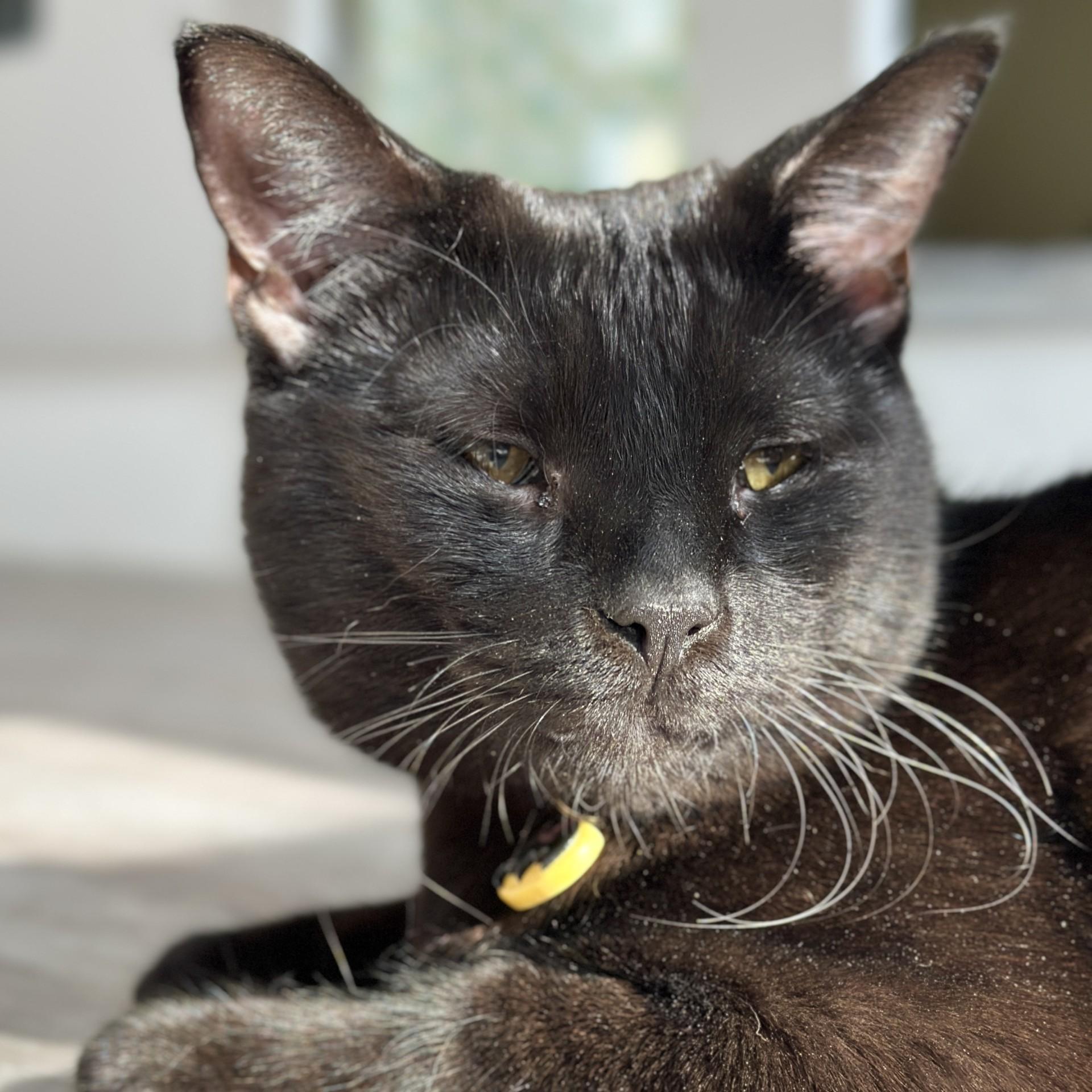 Batgirl, an adopted Domestic Short Hair in Victor, NY image 4/4