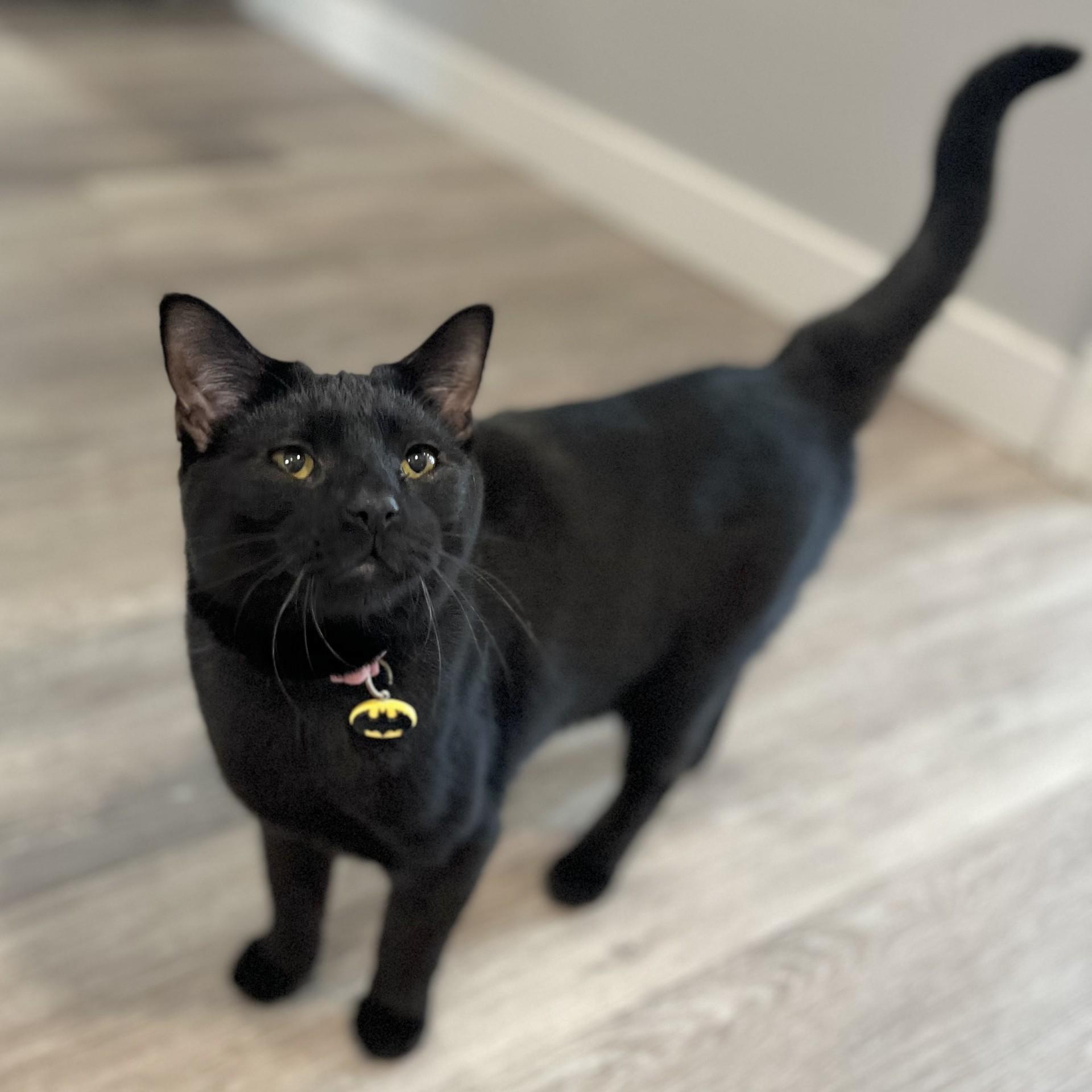 Batgirl, an adopted Domestic Short Hair in Victor, NY image 2/4